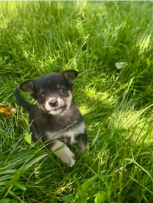 Щенята в добрі руки, безкоштовно