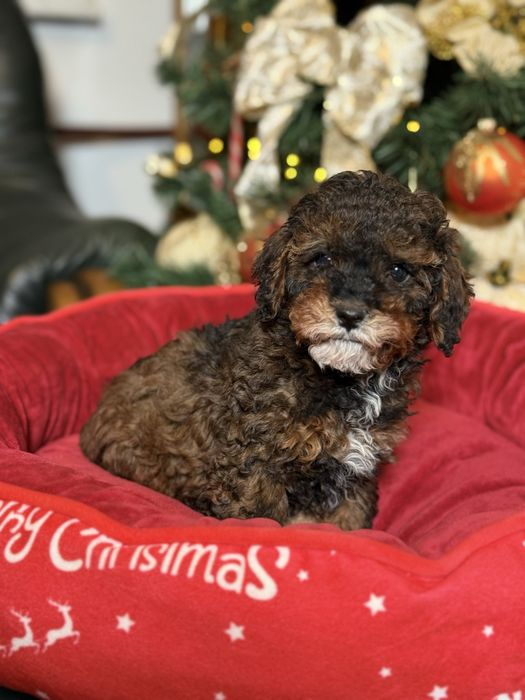 Cavapoo F1b dostępny piesek tricolor Tarnów • OLX.pl