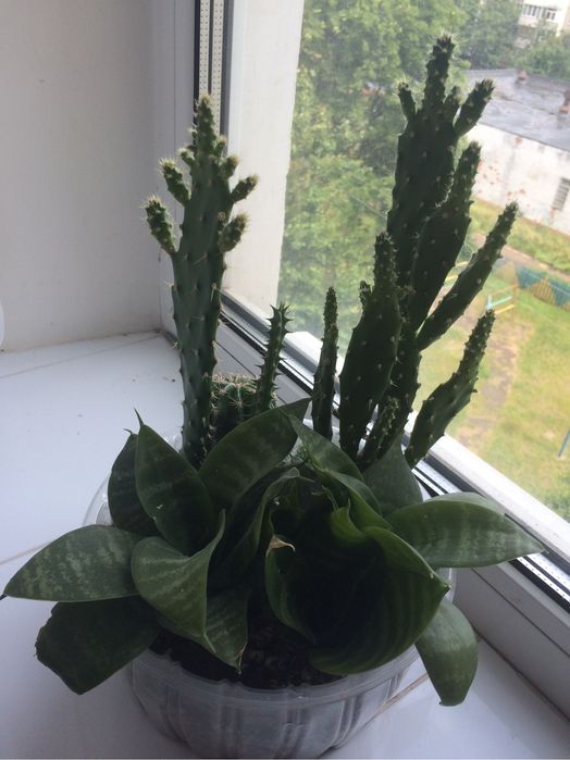 Сансевиерия