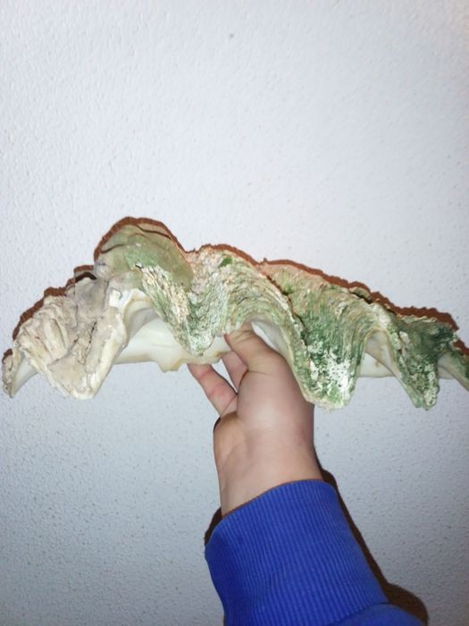 Conchas Tridacna antigas