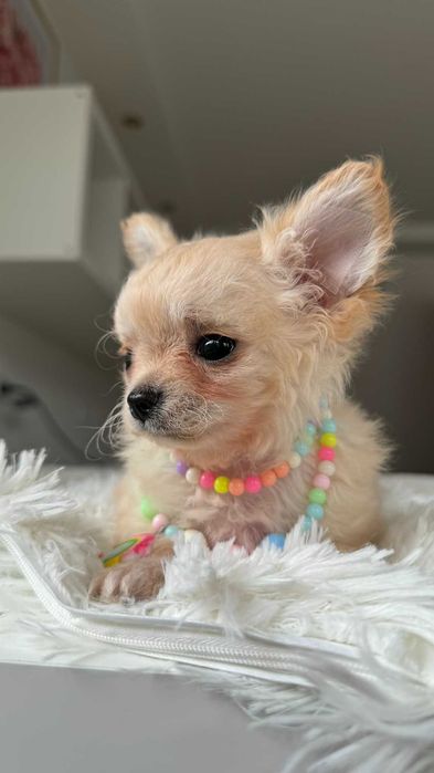 Chłopczyk Kremowy Chihuahua Miniaturka z Rodowodem Chipem