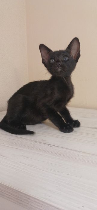 Чорний орієнтальний хлопчик
