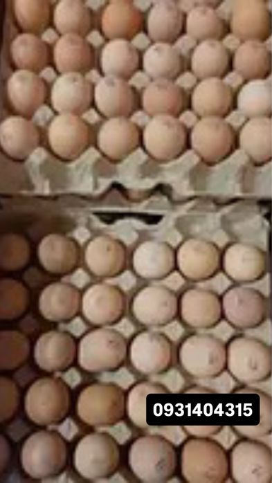 інкубаційне яйце з Європи та України