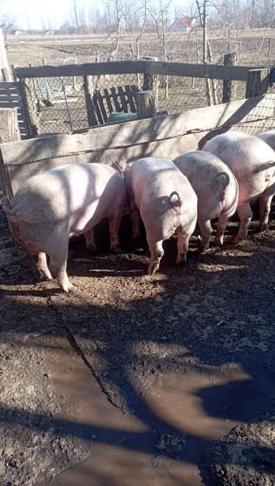 Продам  свині великі м'ясні,
