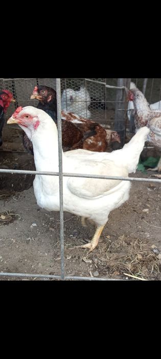 Tenho pintos de raça cornish os pais são os das fotos