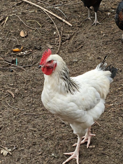 Sprzedam/Zamienię Koguty