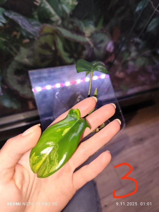 Philodendron Florida Beuty