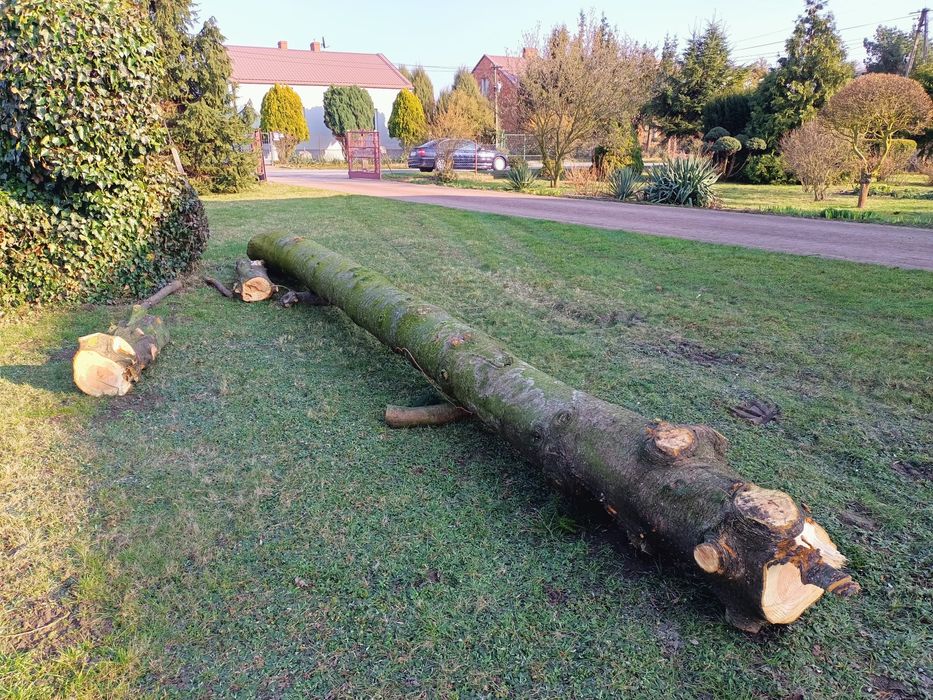 Kłoda daglezja 6.5m ścięta koniec lutego '24