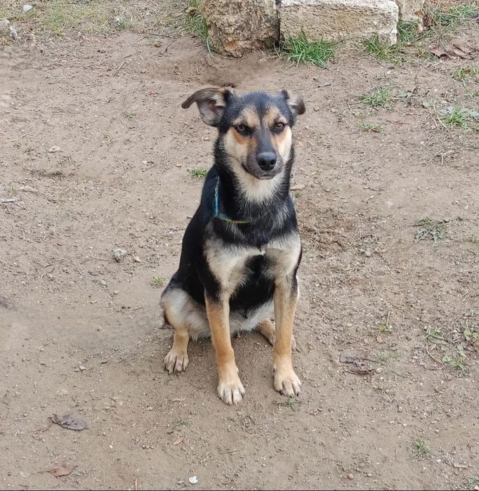 Отдам даром в добрые руки собаку