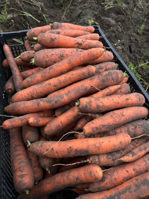 Marchew świeża okazja