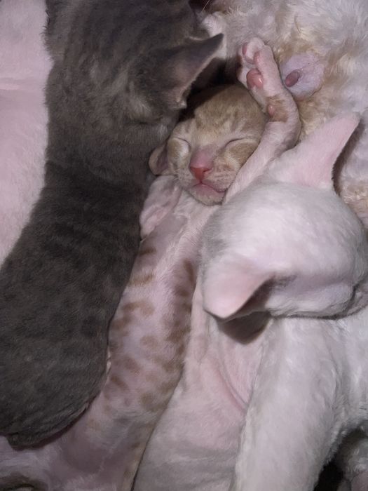 Luxusowe koty Cornish rex RUDY chlopczyk - wyjątkowe  oczy 1 na milion