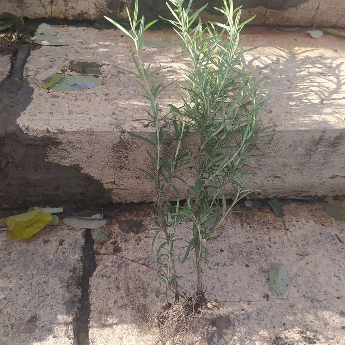 Продам розмарин.