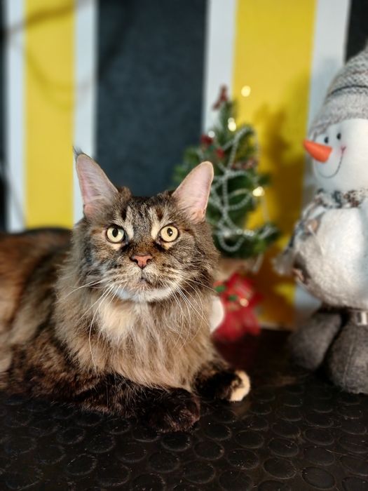 Грумінг малених та середніх порід