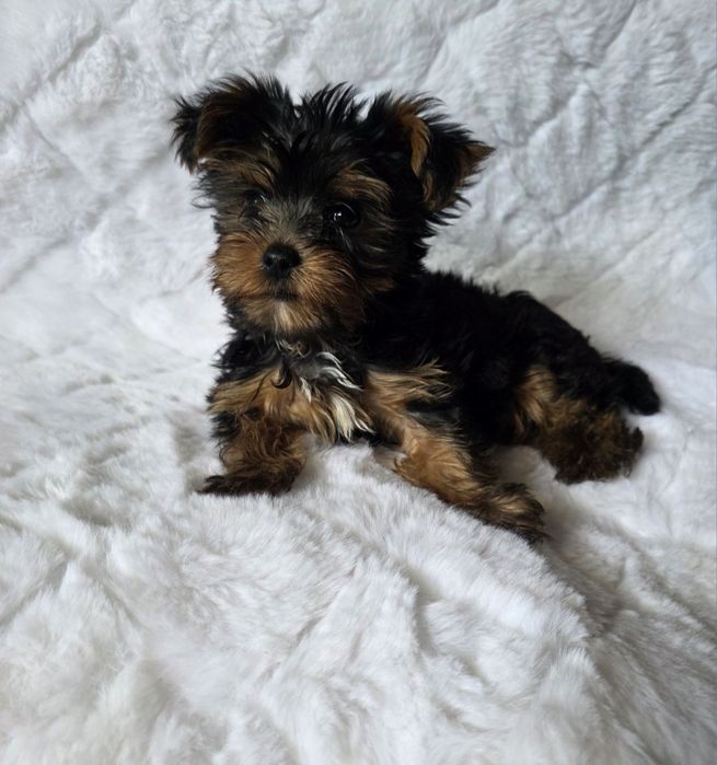 Yorkshire terrier chłopiec