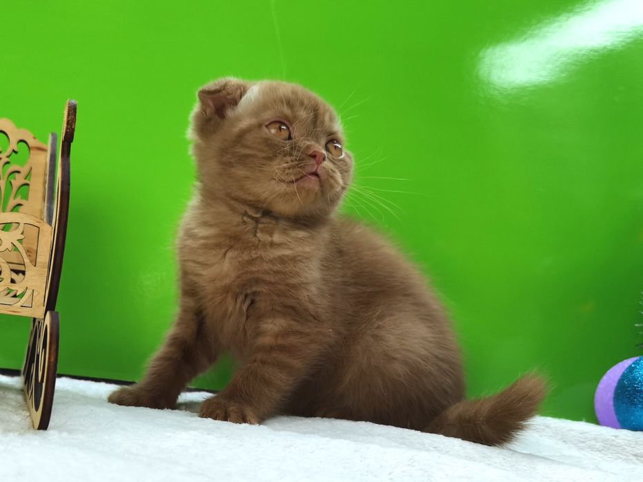 Вислоухий котик циннамоновый не шоколадный с родословной