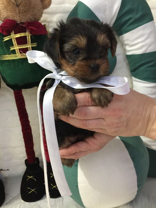 VIP Йорки  чарівні крихітки чекають на вас