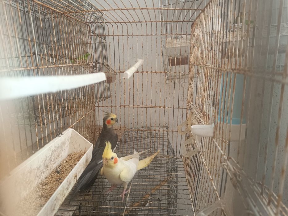2  machos de caturras
