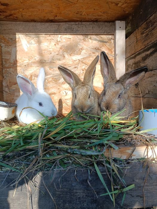 Продам  кроленят