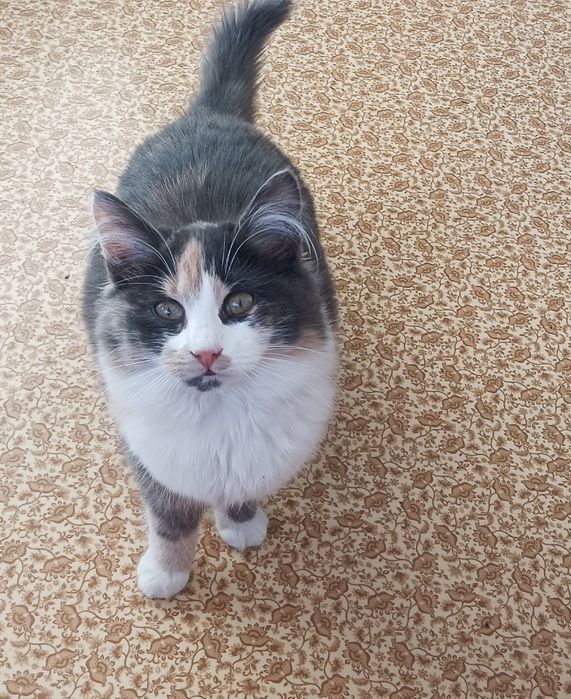 Кошенята в добрі руки