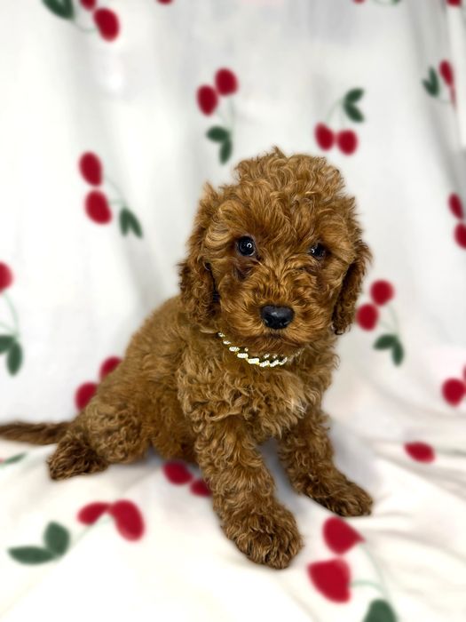 „BAILEY suczka Pudel Miniaturowy Brown