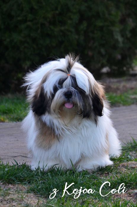 Cudny piesek shih tzu z rodowodem ZKwP FCI