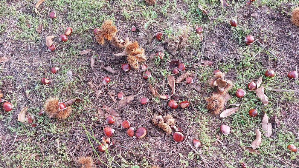 Castanha a 3€/Kg de Ponte da Barca