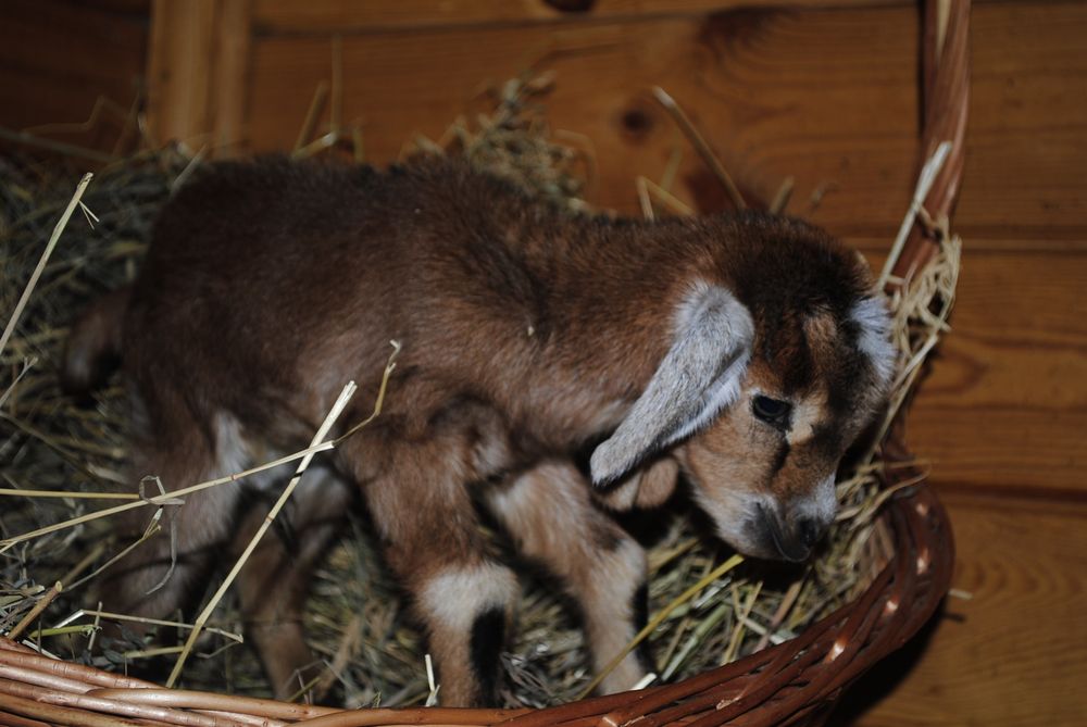 Міні козлик Ан+ міні