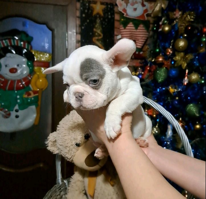 Французький бульдог