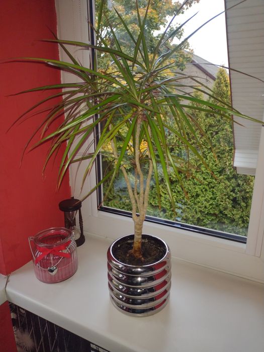 dracena,kwiat w doniczce