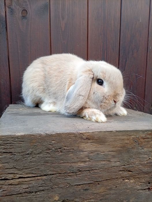 Króliczki Mini Lop (młode)