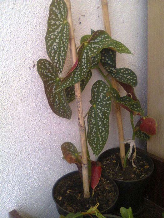 Begónia chuva de prata