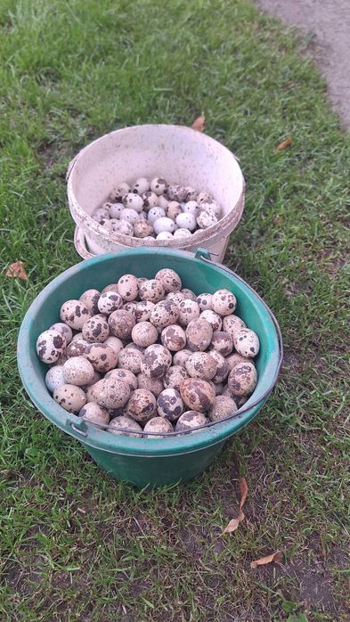 Jaja przepiórcze spożywcze sprzedam