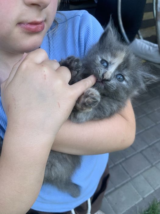 Віддам котенят безкоштовно