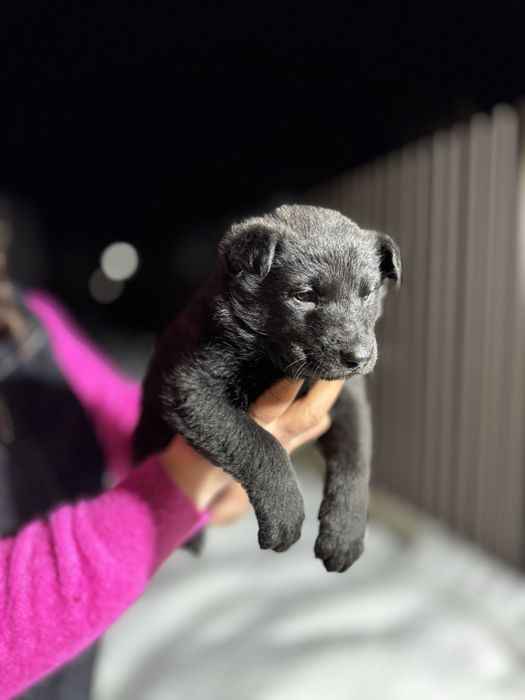 цуценя німецька вівчарка