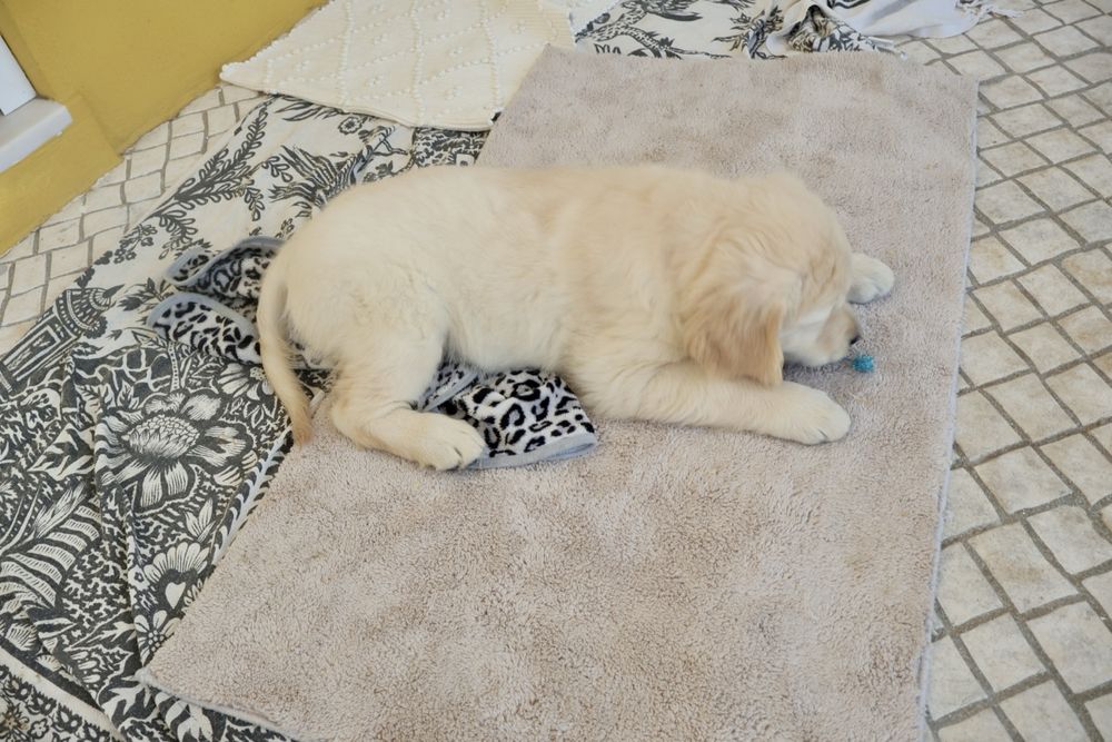 Golden Retriever fêmea com LOP