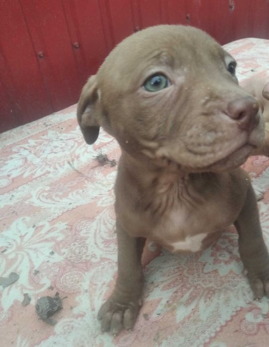 Щенята пітбуль