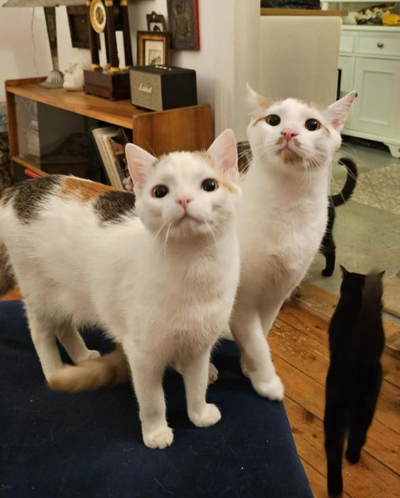 Pianka i Krakers szukają domu na stałe