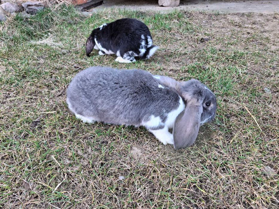 Króliki na sprzedaż