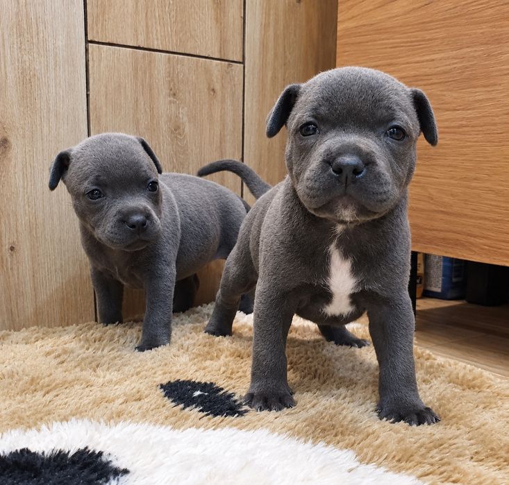 Staffordshire Bull Terrier- Staffik -BŁĘKITNE PESKI