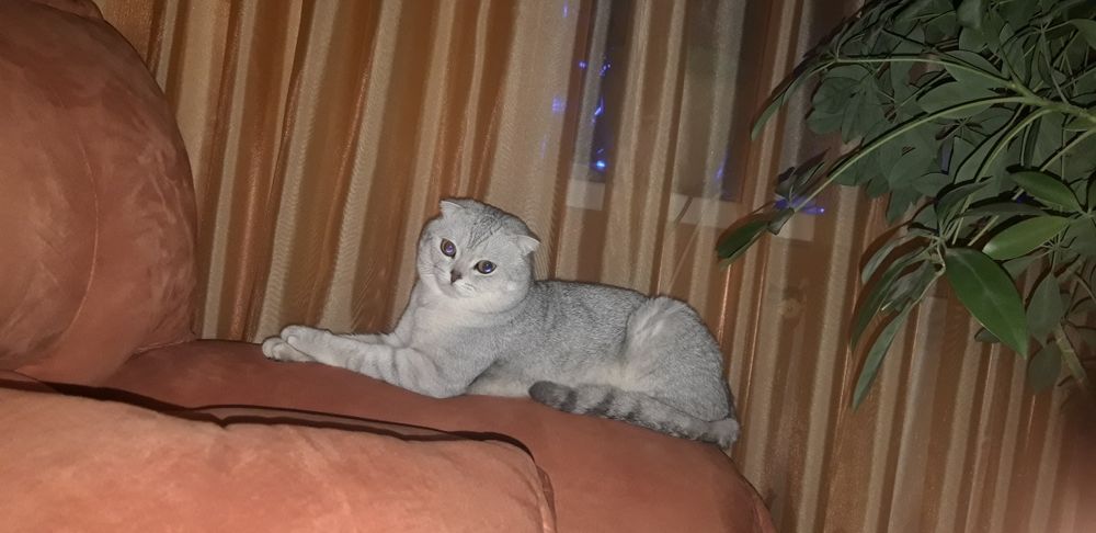 Шотландский вислоухий кот Бакс ищет девочку для вязки