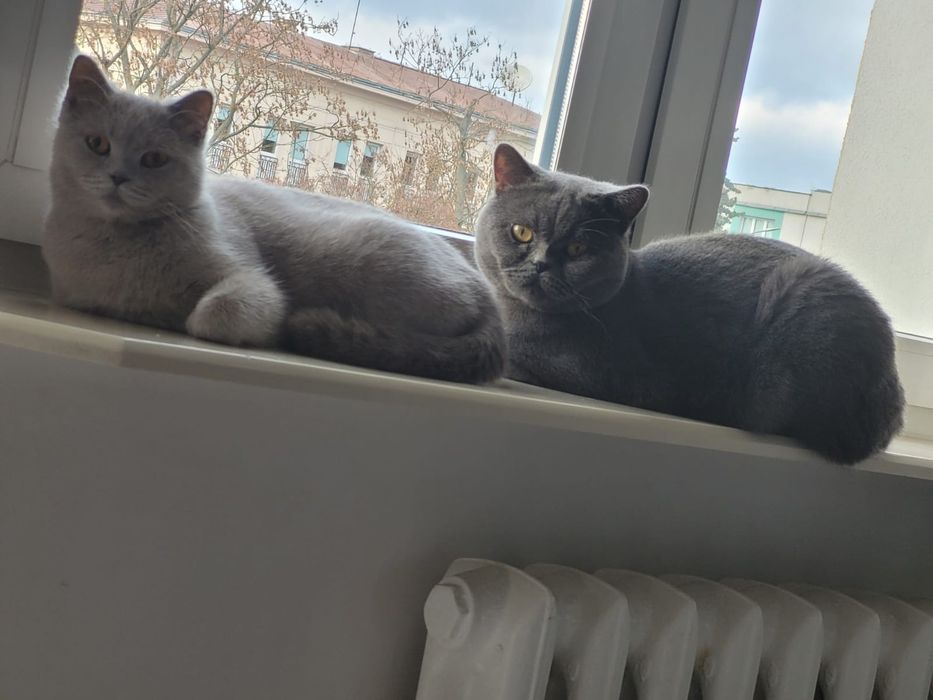 Piękny Kocurek Niebieski