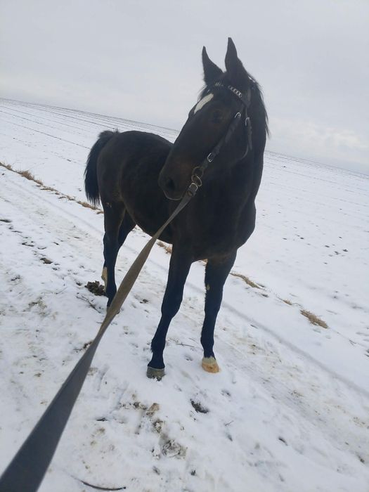 Źrebica młoda Śląska