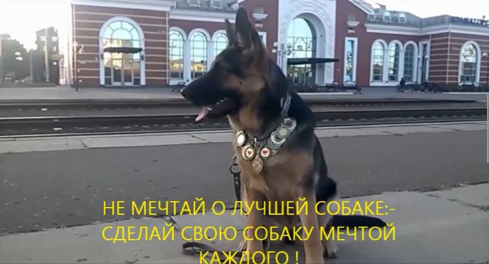 Індивідуальні  уроки  з Дресерування собак.