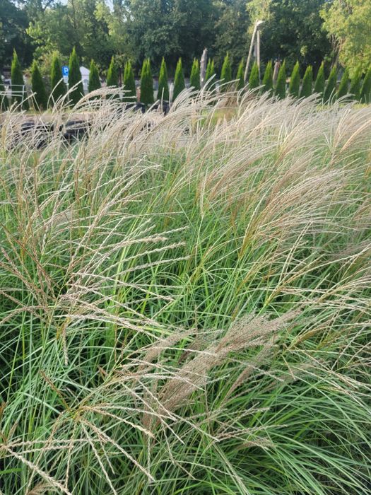 trawy trawa ozdobna  rozplenice miscanty carex