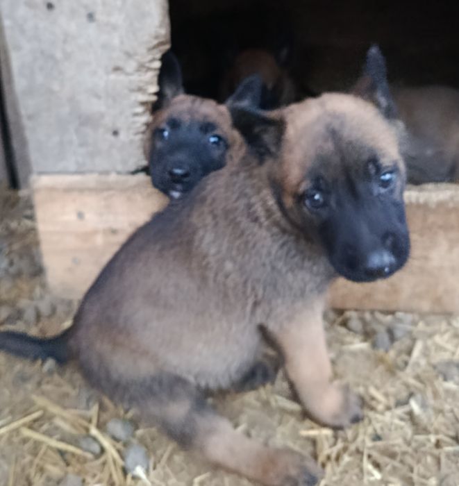 Вам потрібний надійний охоронець і вірний друг ?  Цуцинята  БЕЛЬГІЙСЬКОЇ ВІВЧАРКИ
