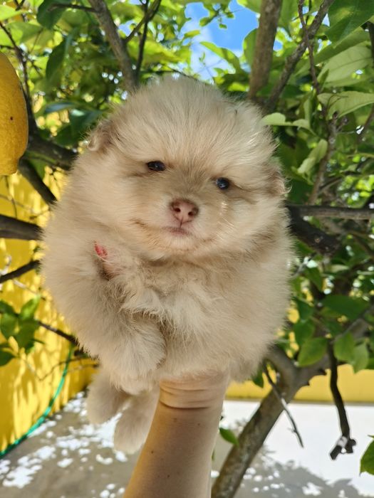 Spitz alemão menino Red Merle