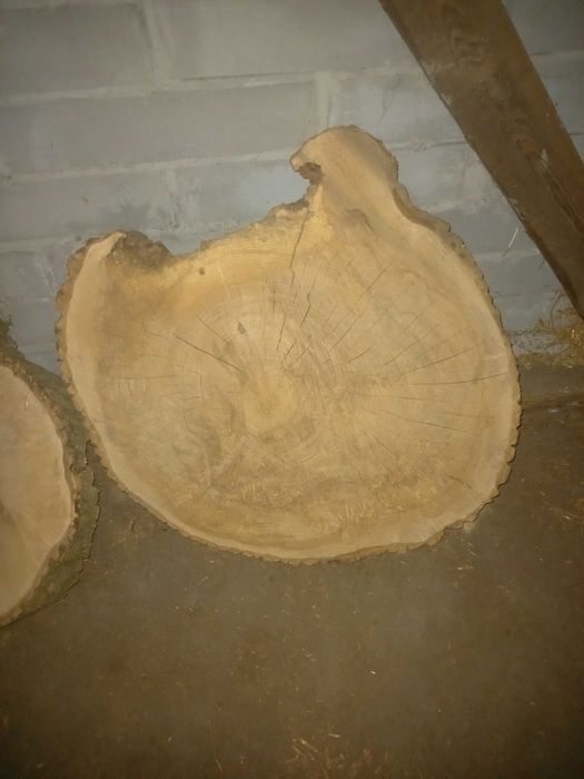 Plastry,Krążki, Blaty dąb jesion buk, modrzew #różne rozmiary#