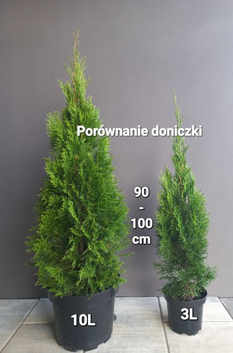 Tuja Thuja Szmaragd 100-110 cm !DONICZKA 10L (NIE 3L)!!