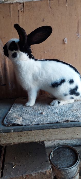 Samiec Srokacz OSC z rodowodem