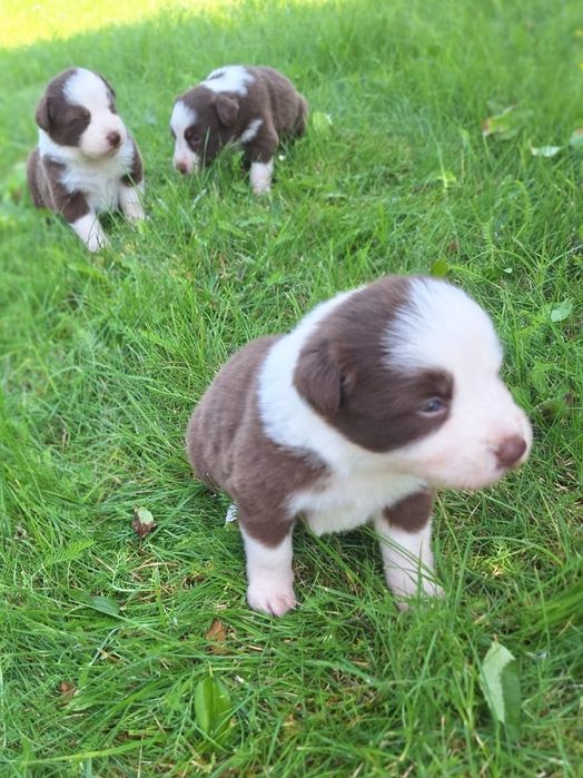 Border Collie  Śliczna Czekoladowo-Biała dziewczynka